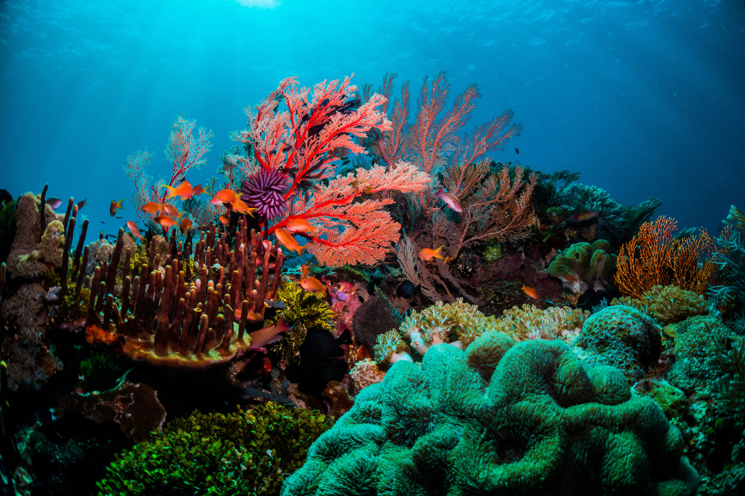 Great Barrier Reef coral ecosystem