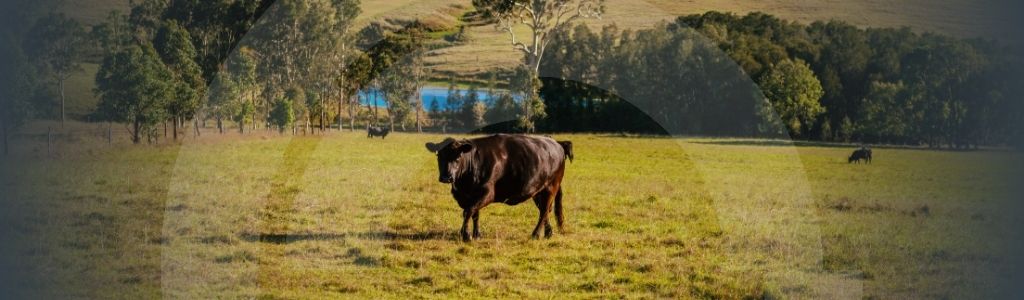 Banner for the Global Farm management article. Image has a black bull on a farm